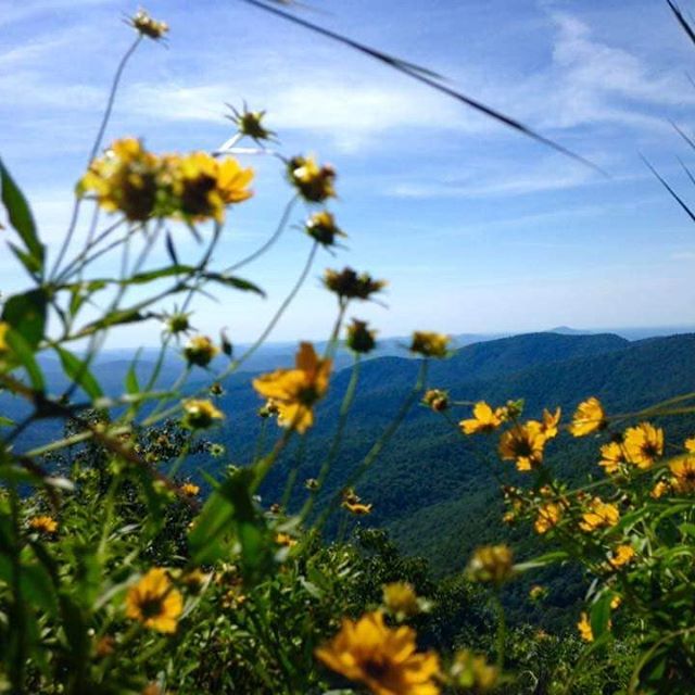 Yellow Flowers with Mountain Background