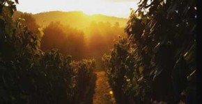 Kaya Vineyards Sunset