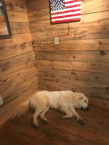Tucker lounging on the floor in the tasting room